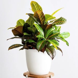 Croton Petra